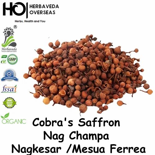 Cobra's Saffron Nag Champa Nagkesar Mesua Ferrea