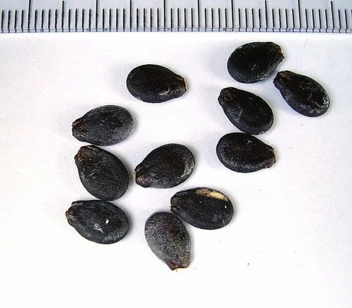 Watermelon Seeds, 100 g