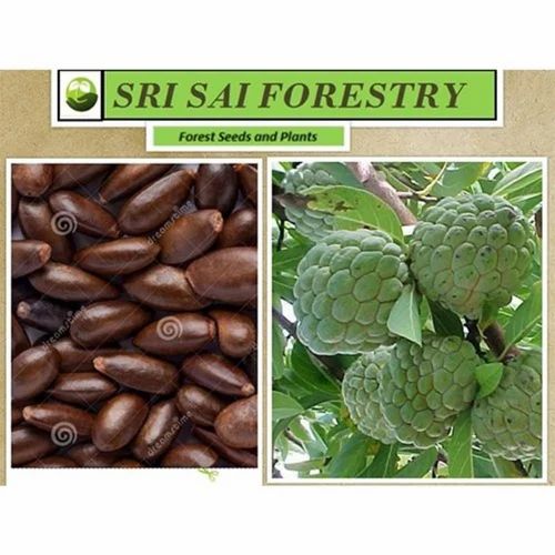 Annona Squamosa Seed, Pack Size: 20 kg