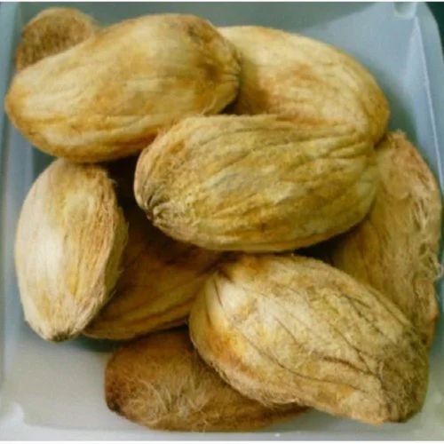 Mangifera Indica Seed