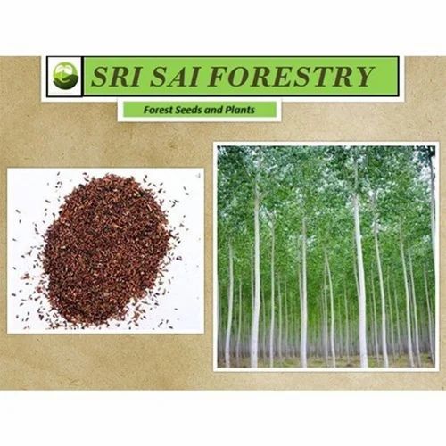 SSF Natural Eucalyptus Grandis Seed