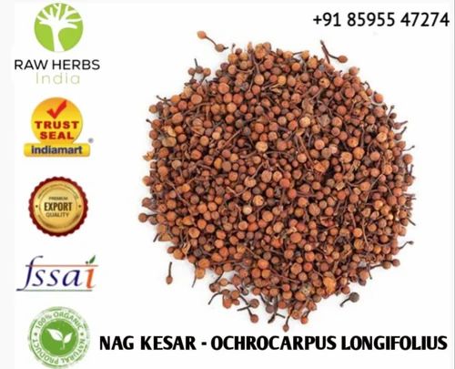 NAG KESAR - OCHROCARPUS LONGIFOLIUS, Raw