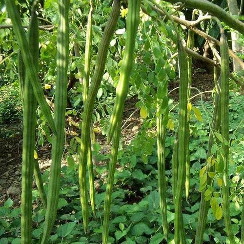 SHAHAJAN NATURAL SEEDS, Packaging Type: Packet, Packaging Size: 1 kg