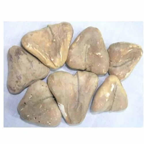 Dry Water Chestnut, Packaging Size: 5 Kg