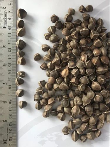 Sahjana Seed