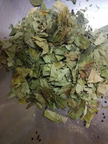 Curry Leaves Kadi Patta, A Grade