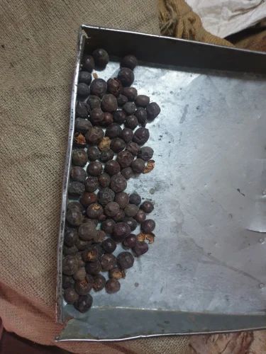Bear Juniper Berry, Whole