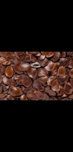 Cassia Siamea
