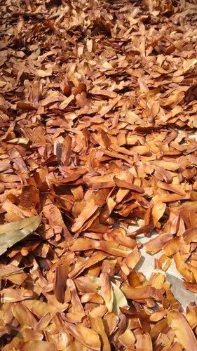 Mahogany Seeds for Germination