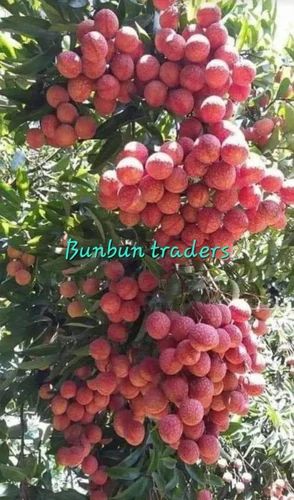 Fresh Litchi Fruit