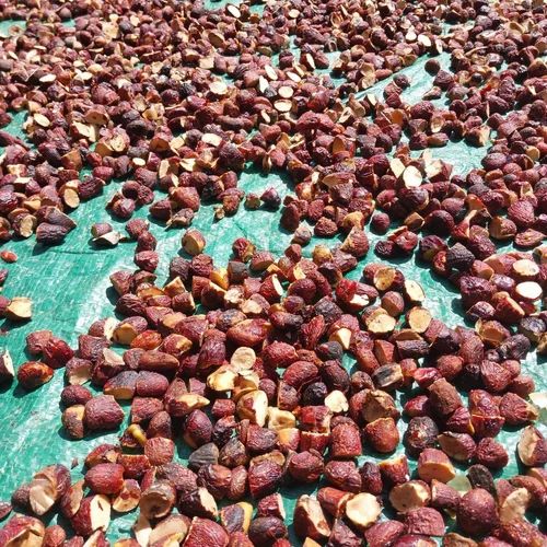 Raw Natural Jackfruit Seeds