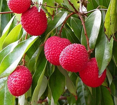 Fresh Litchi Fruit