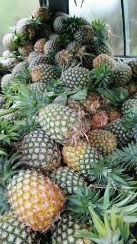 Fresh Pineapple Fruit