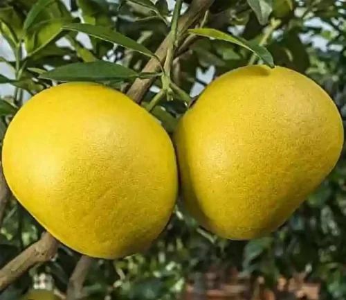 A Grade Meghalaya Pomelo Fresh Fruits, Packaging Type: Plastic Bag, Packaging Size: 20 Kg