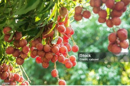 Organic Shahi Fresh Litchi