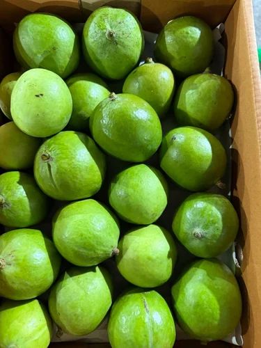 Fresh Green Mango