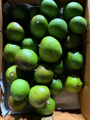 Fresh Raw Mango