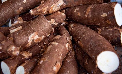 Indian A Grade Fresh Organic Tapioca Root, For Food, Packaging Type: Loose