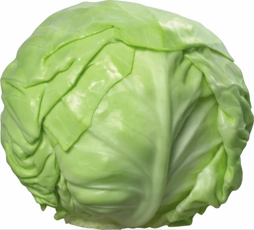 A Grade Organic Green Cabbage