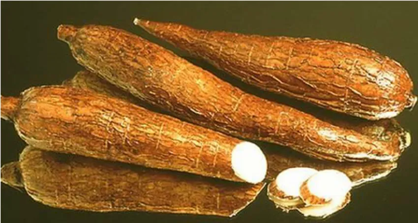 Cassava Root