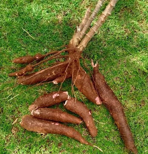 A Grade Karnataka Fresh Tapioca Roots, Packaging Type: Gunny Bag, Packaging Size: Truck Load