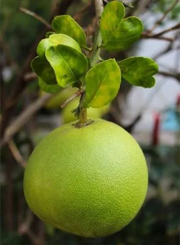 Maharashtra Orange Pomelo Fruit, Packaging Type: Carton, Packaging Size: 20 Kg