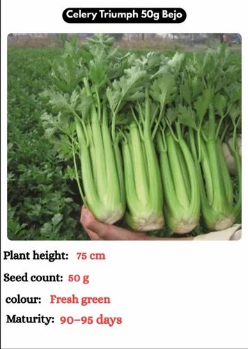 Celery Seeds Triumph Bejo