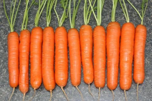 Organic Carrot, Packaging Type: Pp Bag, Packaging Size: 20-30 Kg
