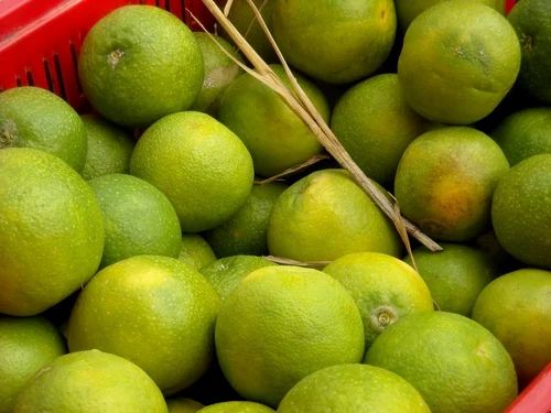 Sweet Lime, Packaging Type: Gunny Bag