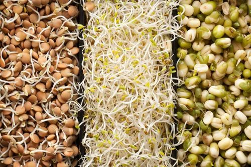 The Counts Indian Bean Sprout, High in Protein