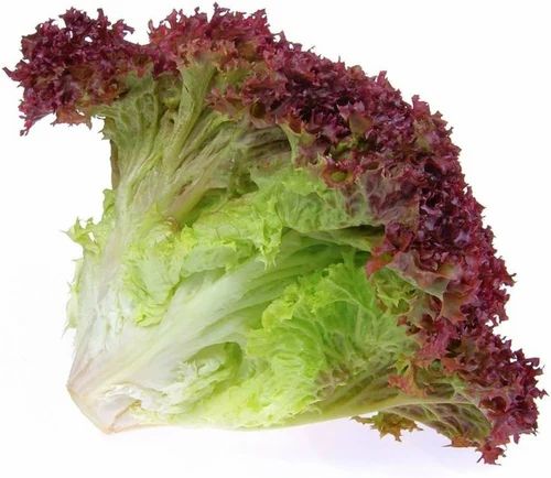 Green (base) A Grade Lollo Red Lettuce Exotic Leaf Vegetable