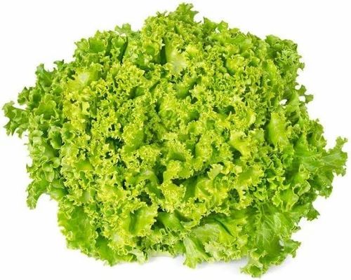 Lollo Bionda Lettuce Exotic Vegetable (Green Pesticide Free)