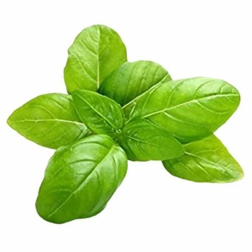 A Grade Basil Exotic Leaf Vegetable