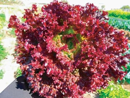 A Grade Lollo Rosso Red Lettuce, Carton, 20 Kg