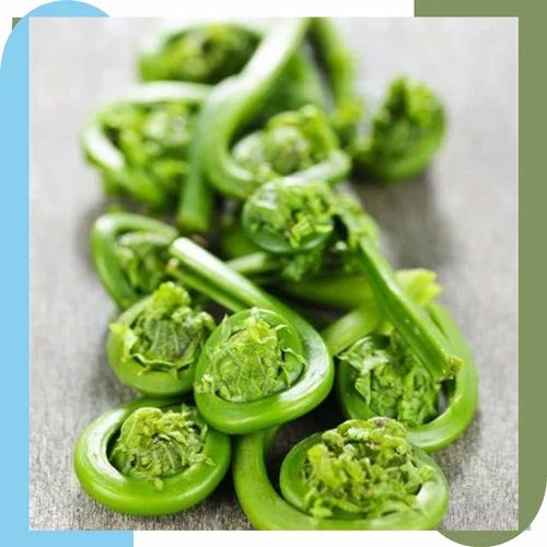 A Grade Green Fiddle heads Exotic Vegetables, Packaging Type: Carton, Packaging Size: 35