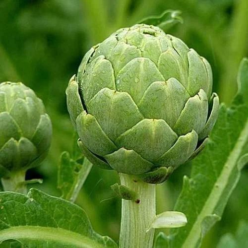 Artichoke Green Globe Exotic Vegetable Seeds, Packaging Size: 1 kg