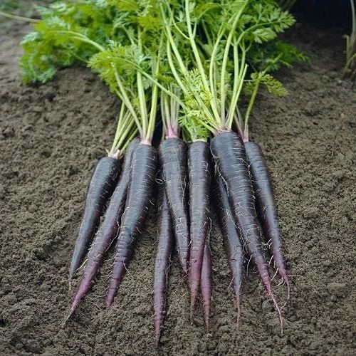 Carrot Black Wonder Exotic Vegetable Seeds, Packaging Size: 1 kg