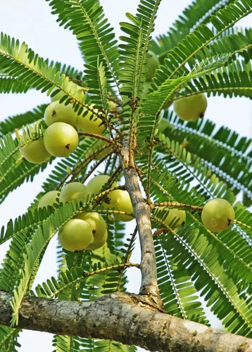 Amla Plant Indian Gooseberry