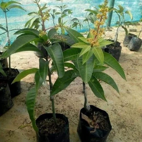 Amrapali Mango Plant