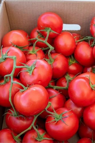 Organic Tomato