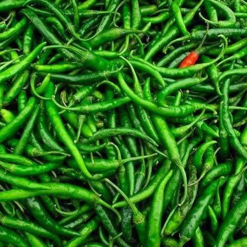 A Grade G4 Green Chilli, For Food, Maharashtra