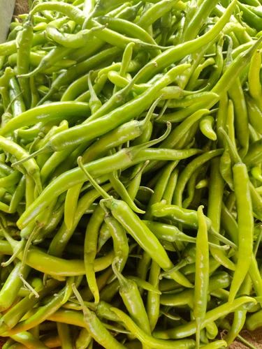 Mild G4 Green Chilli
