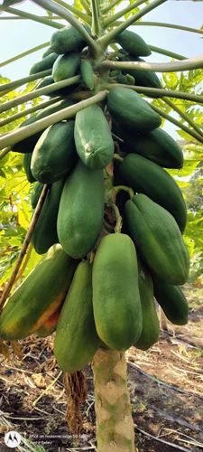 Fresh Raw Papaya