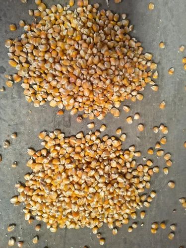 Yellow In Organic A Grade Makka
