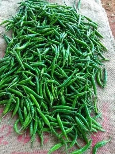 Fresh 10mm Bhavnagri Chilli
