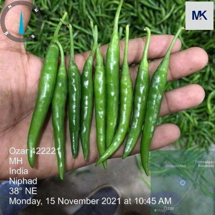 Chilli