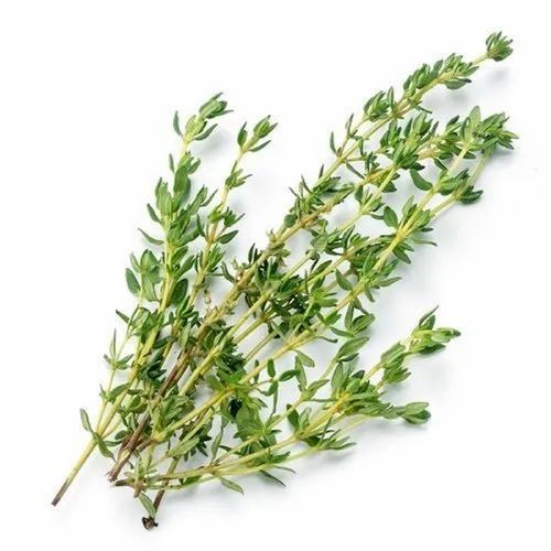 Thyme Leaves, HDPE Bag, 25 kg