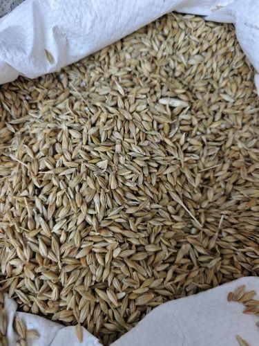 Barley (Jau) Pure Chana Sattu, 25 kg