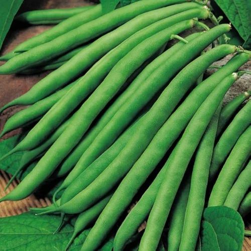 Natural Fresh Beans Vegetable