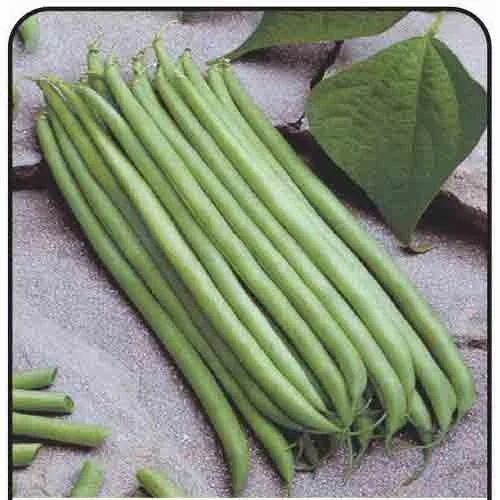 Beans Roshini Pencil Bean
